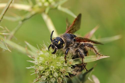 Colpa sexmaculata